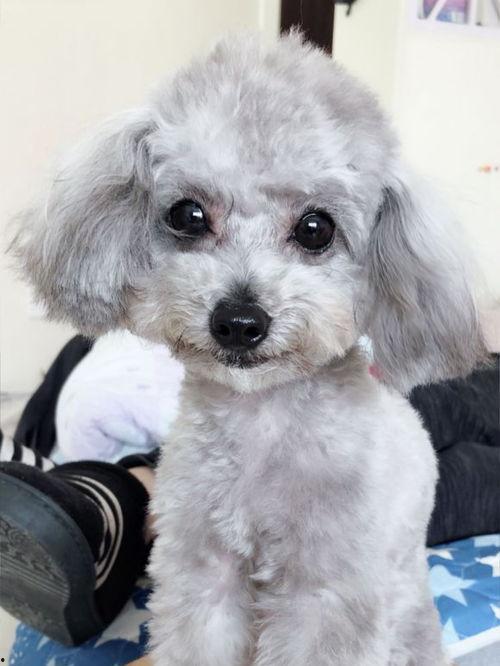 国产美毛狗粮视频网站,守护宠物毛发健康，尽在视频一网打尽