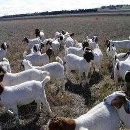 国产波尔山羊视频,探寻我国肉羊产业的璀璨明珠