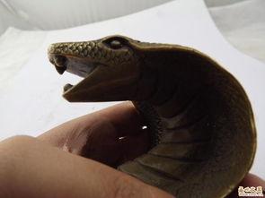 国产眼镜蛇造型教程视频,打造独特蛇形眼镜风采